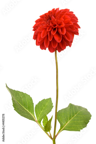 Beautiful red dahlia