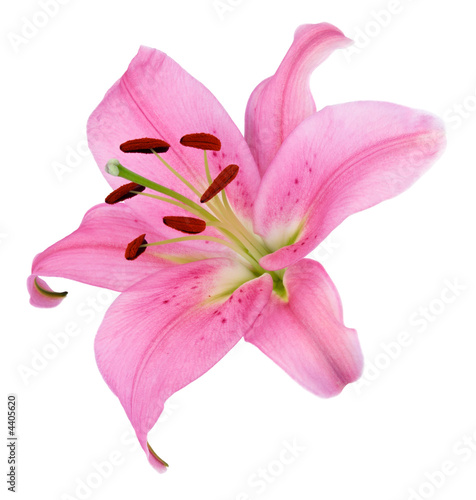Obraz na płótnie Fleur de lys rose w salonie