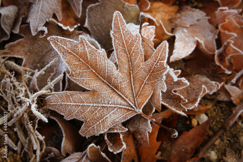 background of leafs with white frost