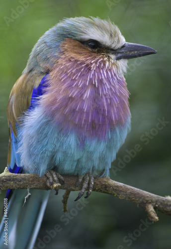 roller