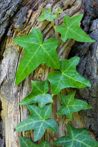 Ivy leaves