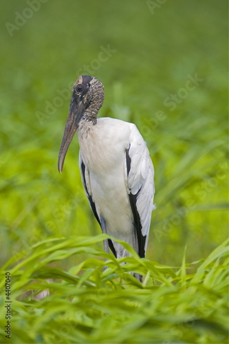 wood stork photo