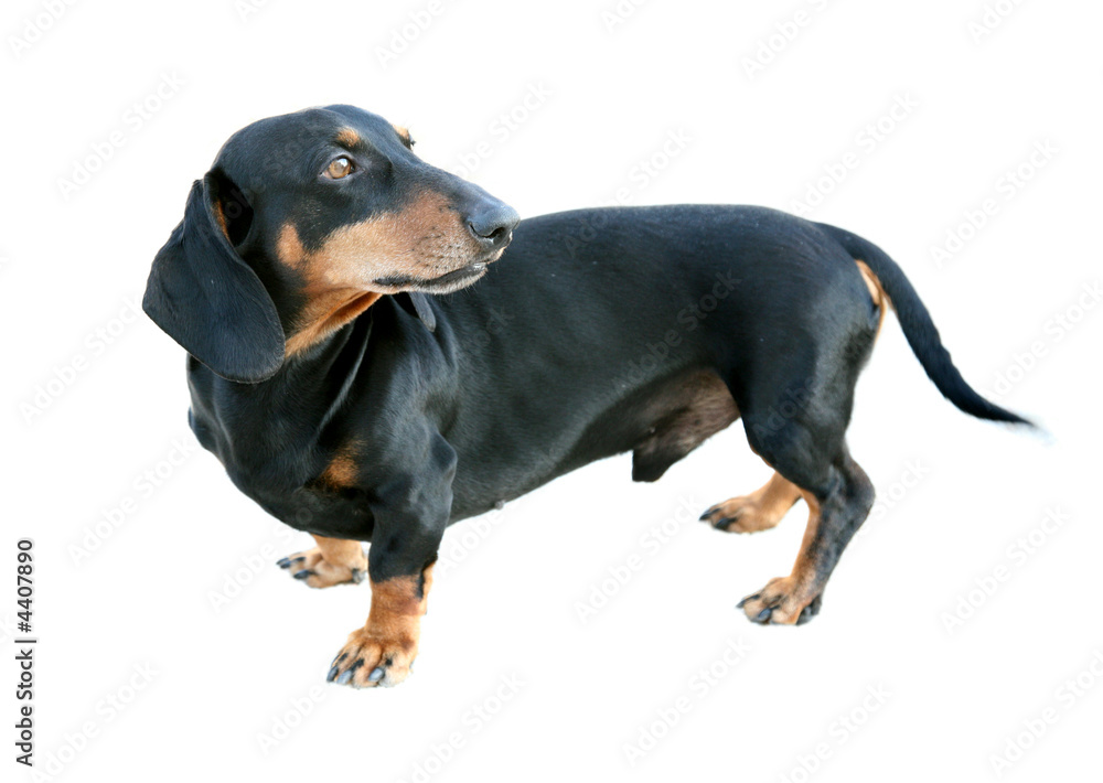 Dachshund Dog Isolated on White