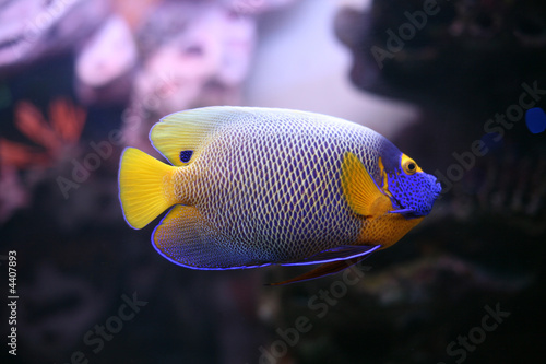Regal Spotted Angelfish