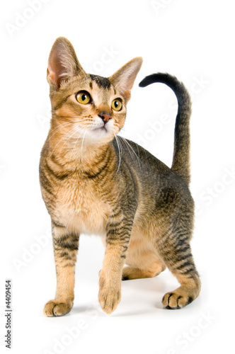 Wallpaper Mural Kitten in studio Torontodigital.ca