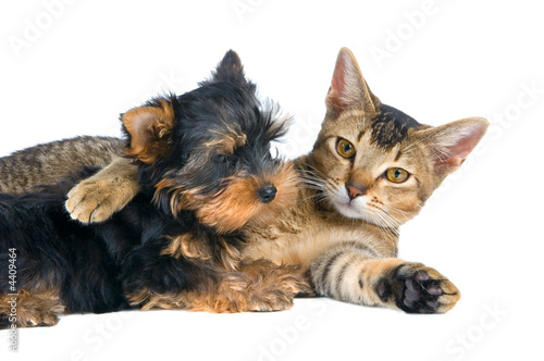 The puppy and kitten #4409464