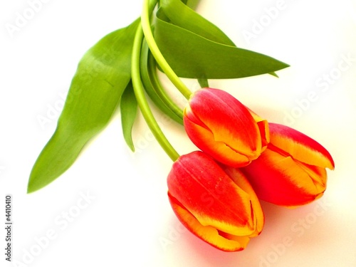tulpen - tulips