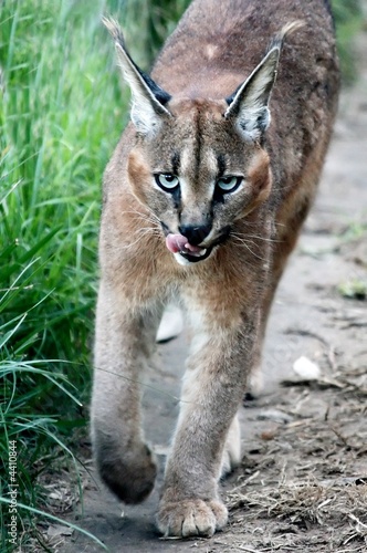 Caracal or Lynx Wild Cat
