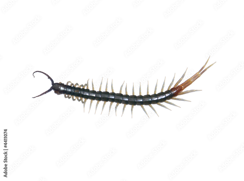 scolopendre scolopendre