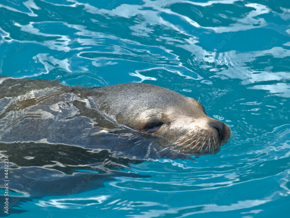 Obraz premium Sea Cat