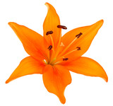 Fleur de lys orange