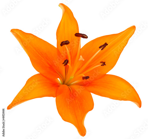 Fleur de lys orange