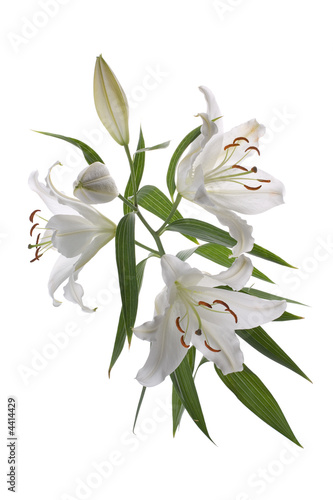 Lily