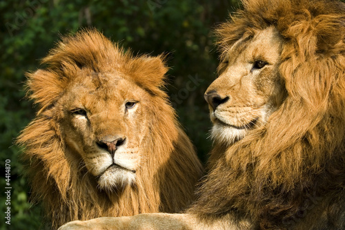 Canvas Print twin lions sunbathing