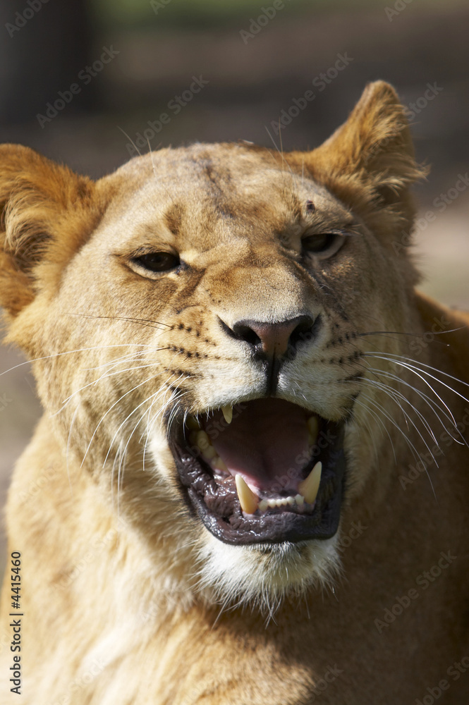 The Lion The Lion