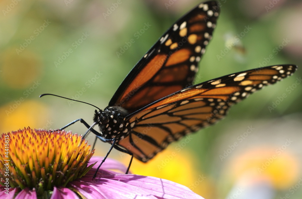 Fototapeta premium Monarch butterfly feeding