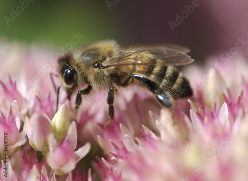 Honey bee gathering nectar © Photosbyjam