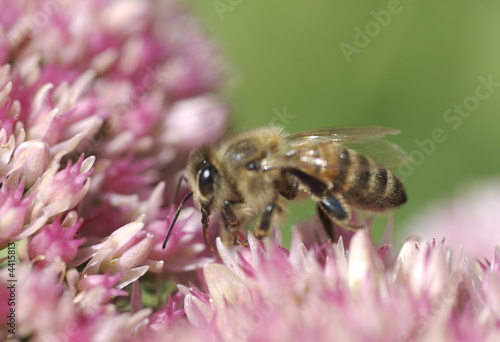 Honey bee gathering nectar