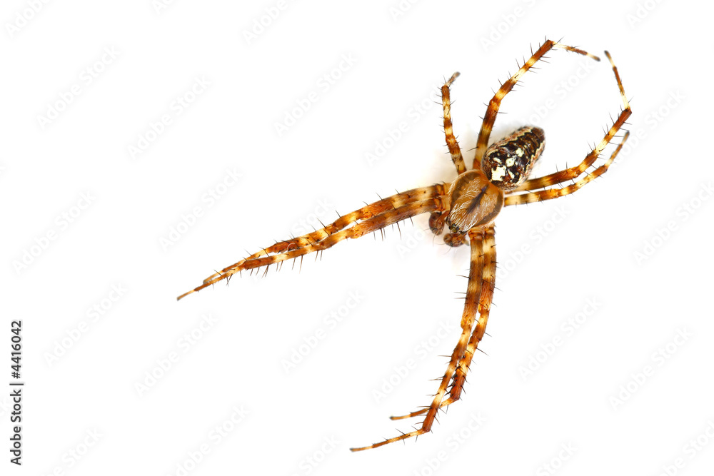 Spider Spider