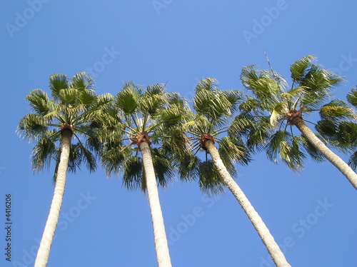 palmiers © Nini