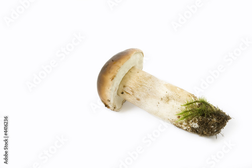 Boletus edulis photo