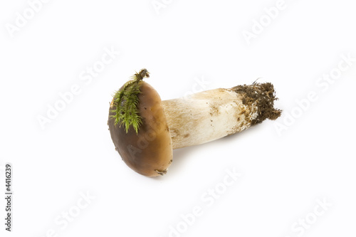 Photos Boletus edulis