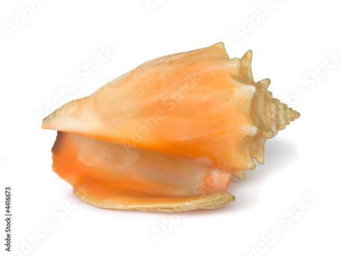 Conch, close-up