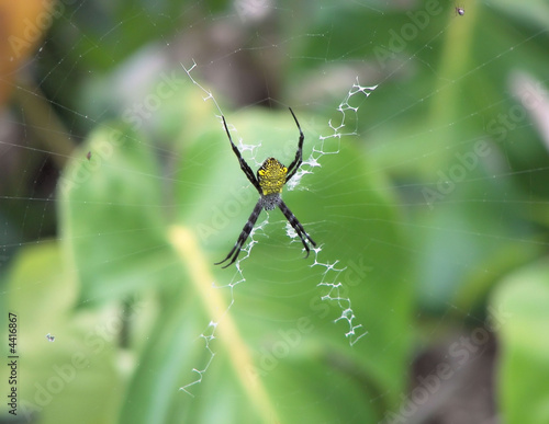 X marks the banana spider (writing spider) - hawaii photo