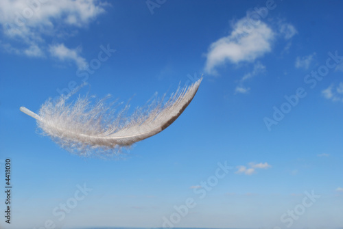 Feather floating in the summers sky © Paul Lampard