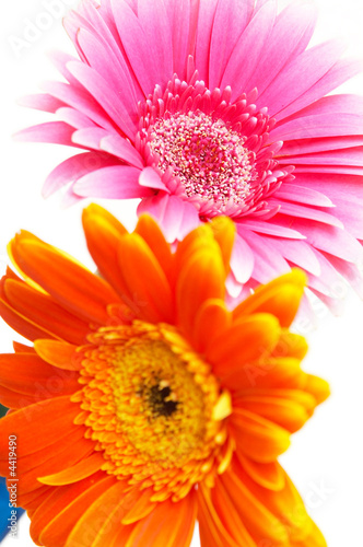 pink and orange gerbers