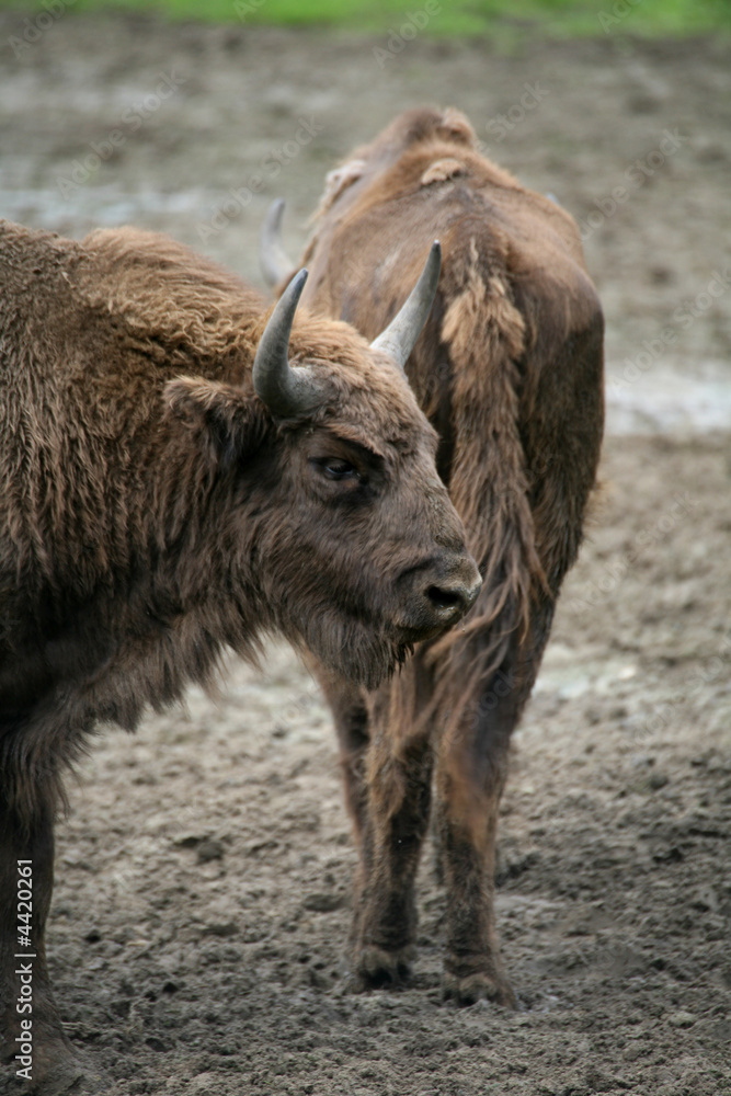Fototapeta premium Wisent