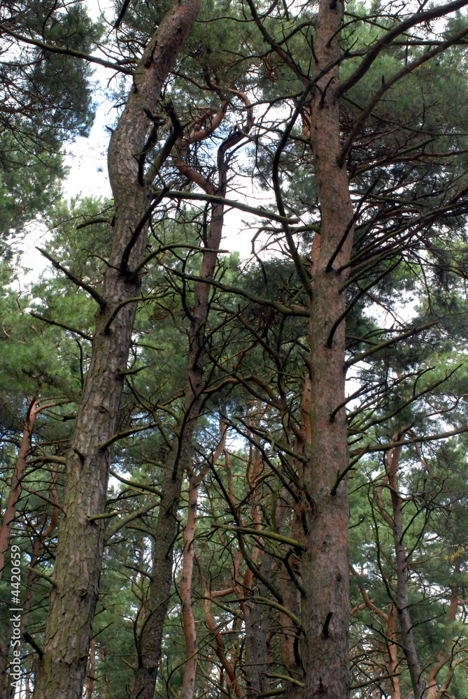Obraz premium pines
