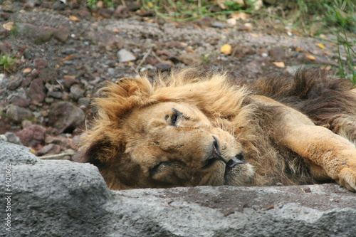 duerme leon