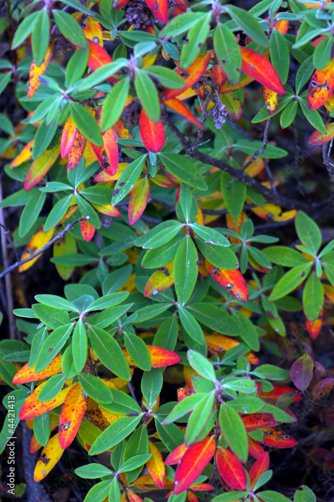 Fall foliage colors Fall foliage colors