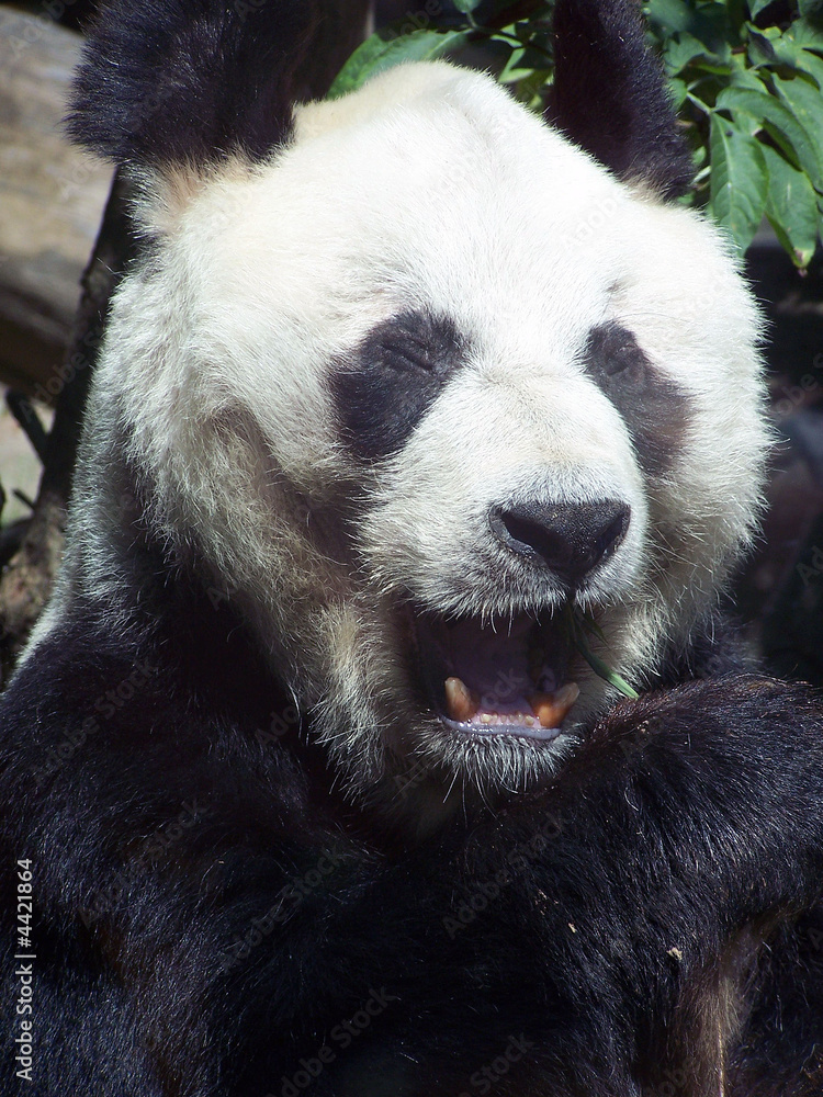 panda panda
