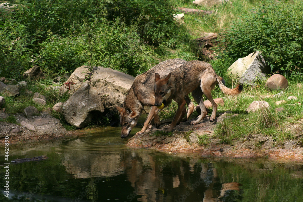 Wölfe am Wasser Wölfe am Wasser