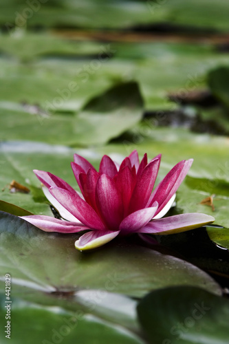 the waterlily