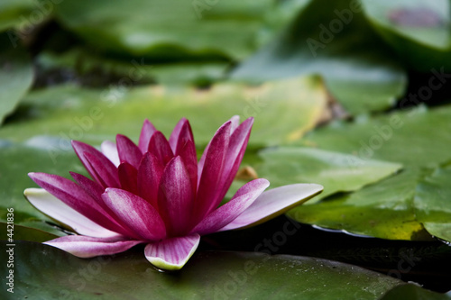 the waterlily