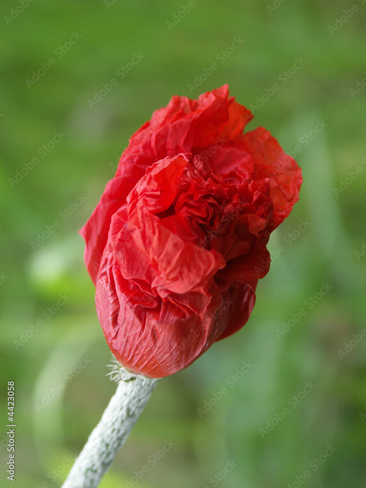 Naklejka premium Mohnknospe