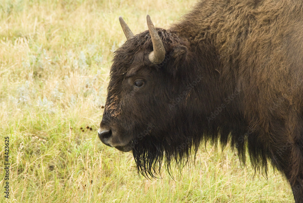 Bison Head 1