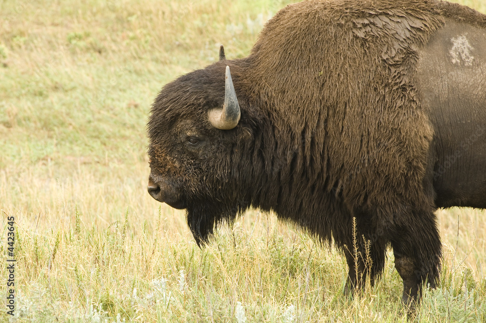 Bull Buffalo 1 Bull Buffalo 1
