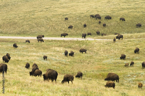 Buffalo Herd 6