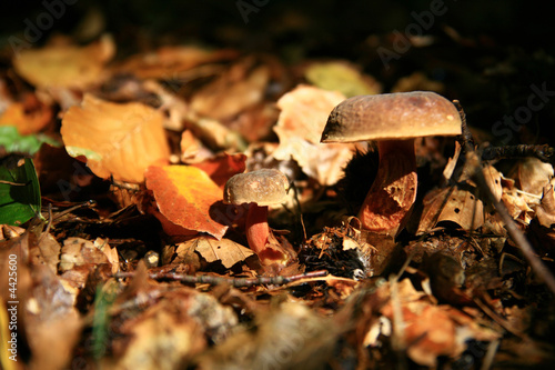 autumn... mushrooms