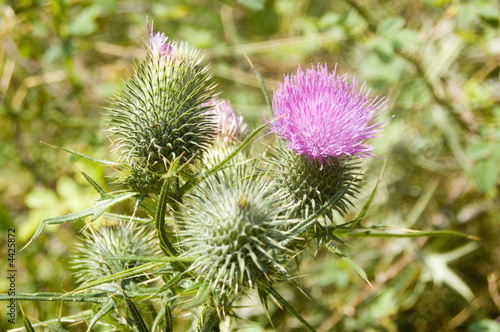 Chardons