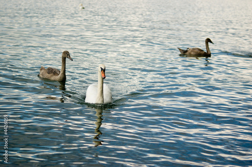 Jets d'eau