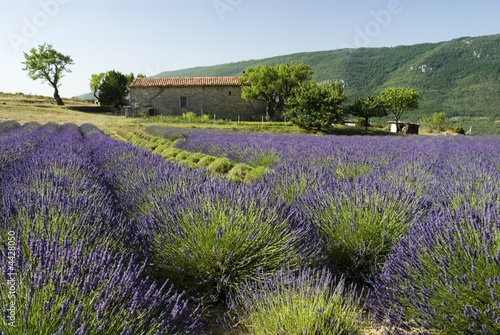 Lavender field with trees and house