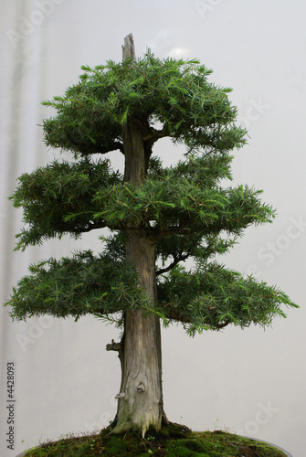 Bonsai Eight