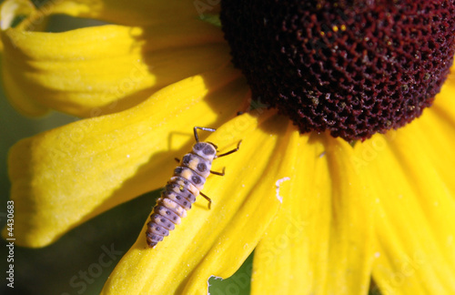 Foto Ladybird Beetle Larva