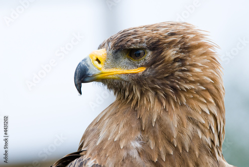 Steppe Eagle © Eric Gevaert