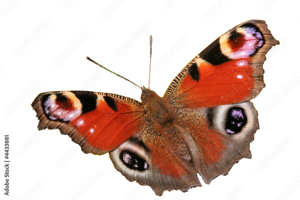 papillon détouré Stock Photo | Adobe Stock
